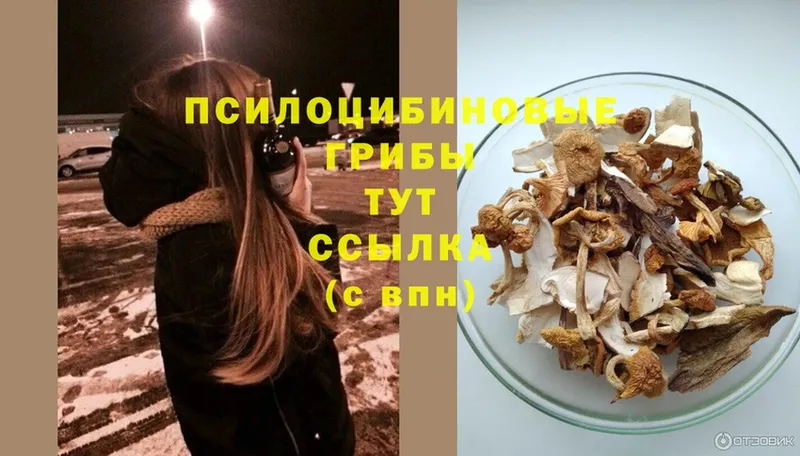 мега ссылки  Красный Кут  Псилоцибиновые грибы мицелий 